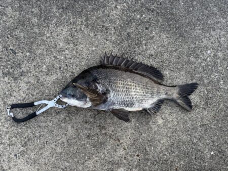 チヌ釣れました