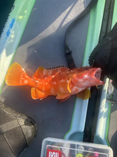 supフィッシング SLJ