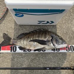 シロギスタ:爆風のノマセ