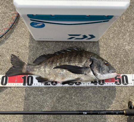 シロギスタ:爆風のノマセ