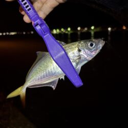 冬アジング釣査