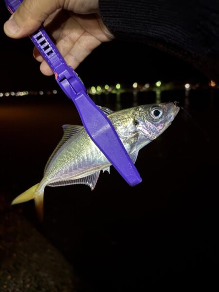 冬アジング釣査