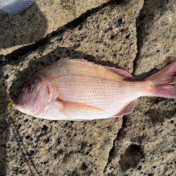 アイゴ大量リリース