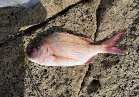 アイゴ大量リリース