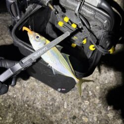 釣り納めナイトアジング