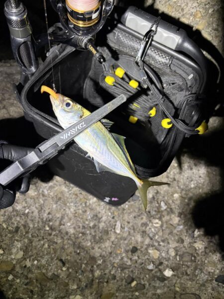 釣り納めナイトアジング