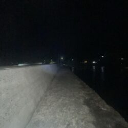 コウイカシーズン到来?