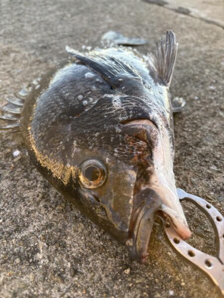 寒波のなかセイゴ３枚釣れました