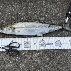 ショア青物終盤か