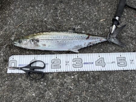 ショア青物終盤か