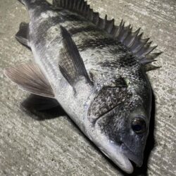 久しぶりのチニング