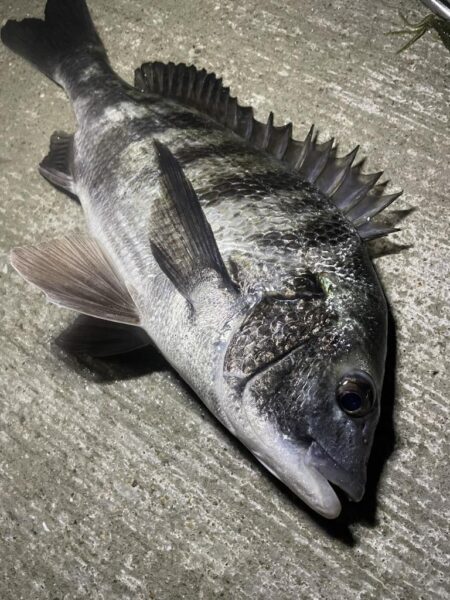 久しぶりのチニング