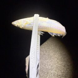 今年70釣行目‼️