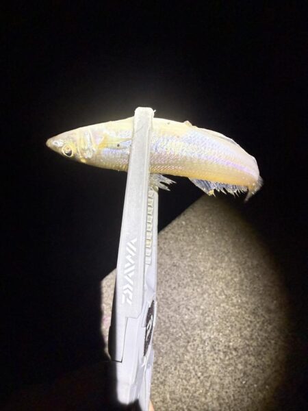 今年70釣行目‼️