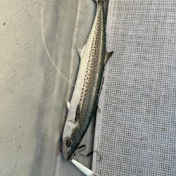 厳しかった釣り納め