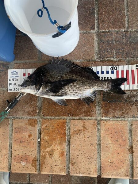 チヌ45センチ
