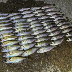 無限豆アジング