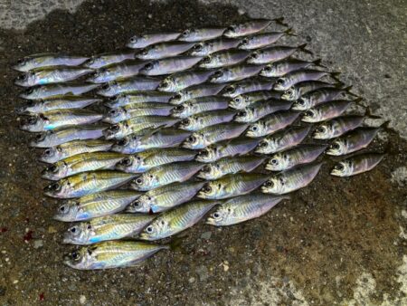 無限豆アジング