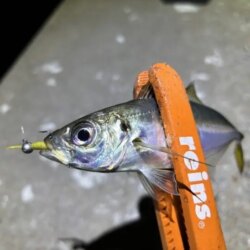 姫路離島でアジング｜豆三昧で楽しめなかった