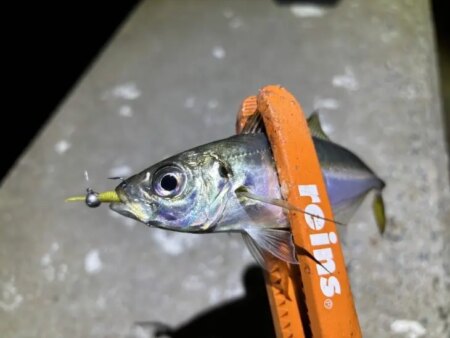 姫路離島でアジング｜豆三昧で楽しめなかった