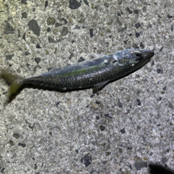 淡路でフロートアジングやってみたけど