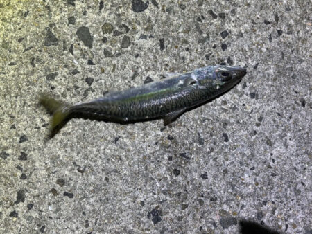 淡路でフロートアジングやってみたけど