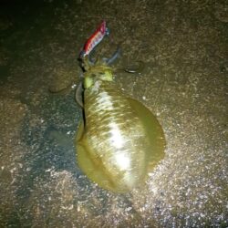 とりあえずアオリ12回目