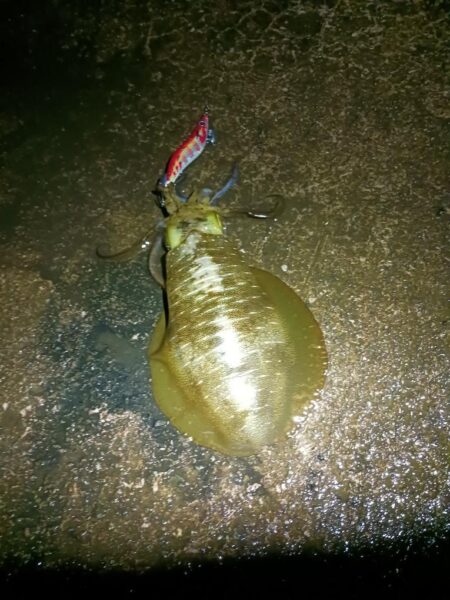 とりあえずアオリ12回目