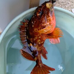 夕暮れ〜穴釣りとフカセ釣り