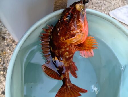 夕暮れ〜穴釣りとフカセ釣り