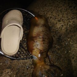 Teamゲッソー調査隊