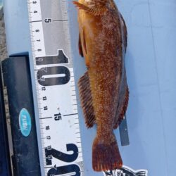 胴付きで高級魚アイナメ