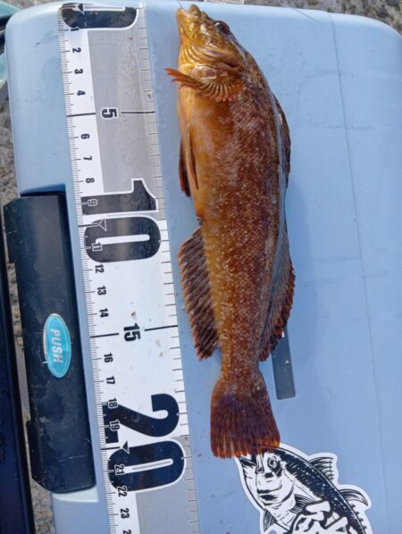 胴付きで高級魚アイナメ