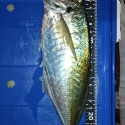 全然ダメでした