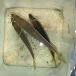 嫌な予感がする…