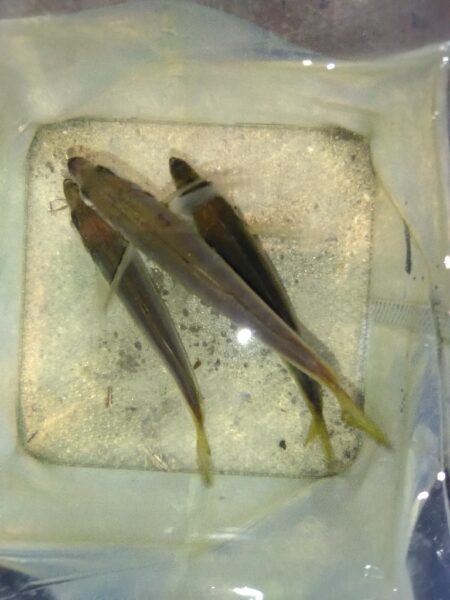 嫌な予感がする…