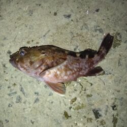 ただ単にアジング