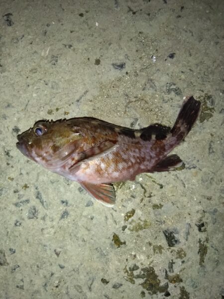 ただ単にアジング