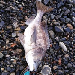 ショアジギング