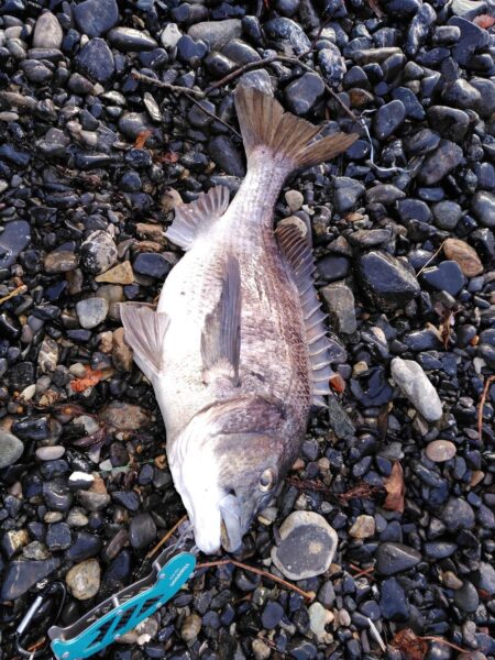 ショアジギング