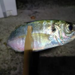 尺まで後ちょっと