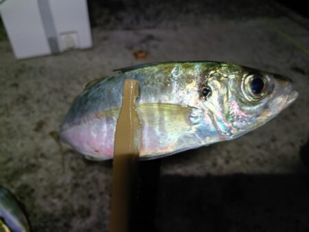 尺まで後ちょっと