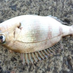 久々でしたがダメでした。