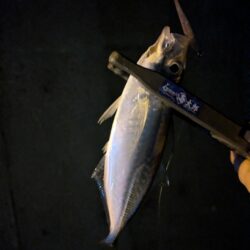 ナイトアジング