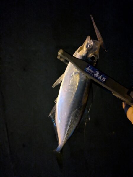 ナイトアジング