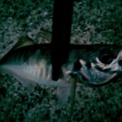 アジとタチウオ