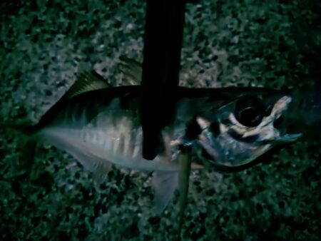 アジとタチウオ