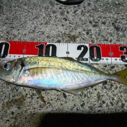 尺アジとタチウオ