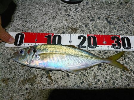 尺アジとタチウオ