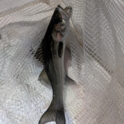 ボートシーバス